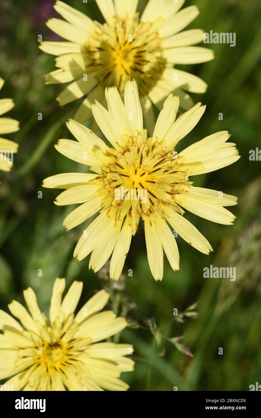 Gelbe Blumen von Wiesensalsify, Tragopogon-Pretensis, asa Jack-go-to-bed-at-mittags, Wiesenbärte oder auffällige Ziegenbart Stockfoto