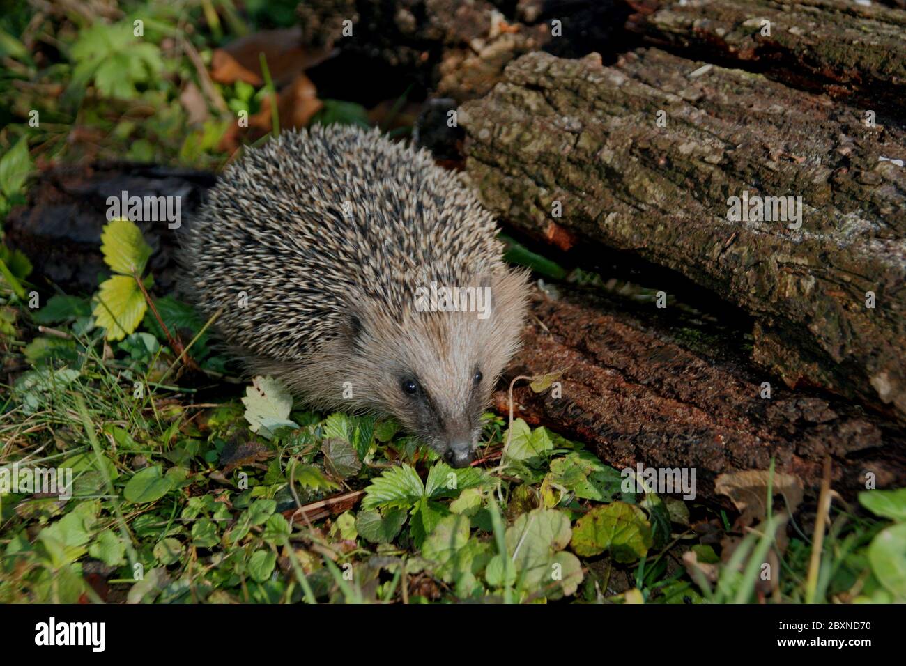 Igel Erinaceus europaeus Stockfoto