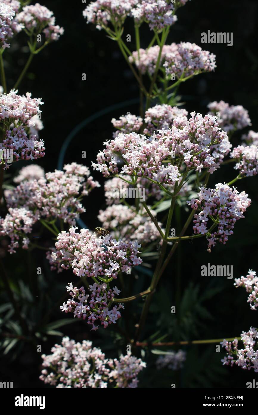 Nahaufnahme der hellweißen rosa Blüten der Valeriana officinalis subsp. Sambucifolia, auch bekannt als ?Elder-leaved Baldrian. Gegen ein natürliches da Stockfoto