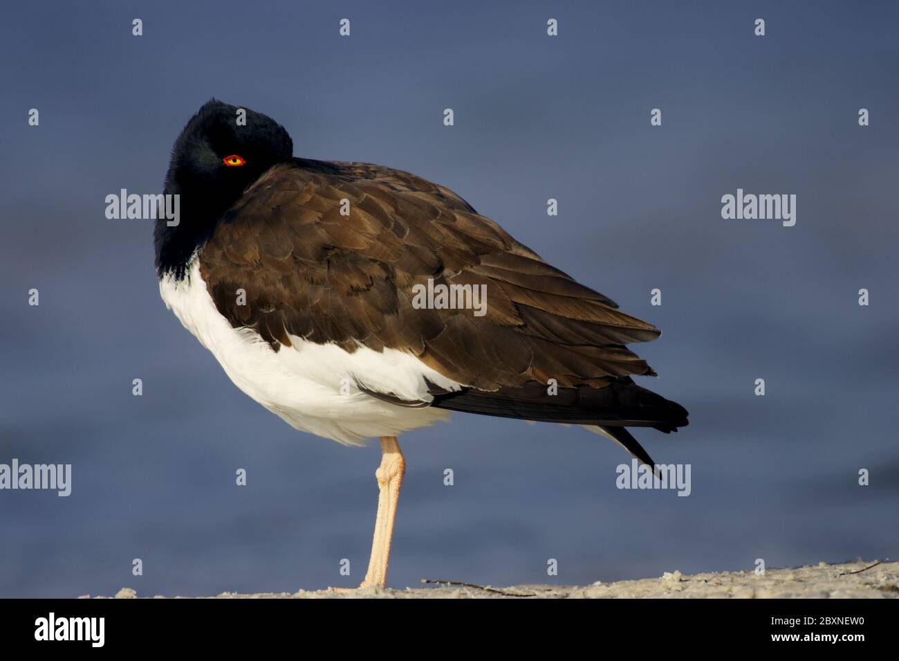 Amerikanische Austernfischer Haematopus palliatus Stockfoto