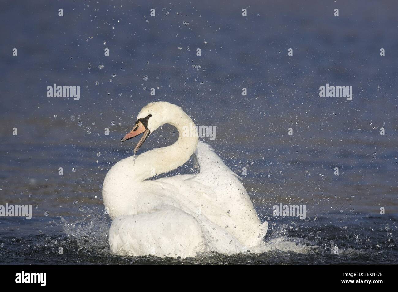 Mute Swan, Cygnus olor, Europa Stockfoto