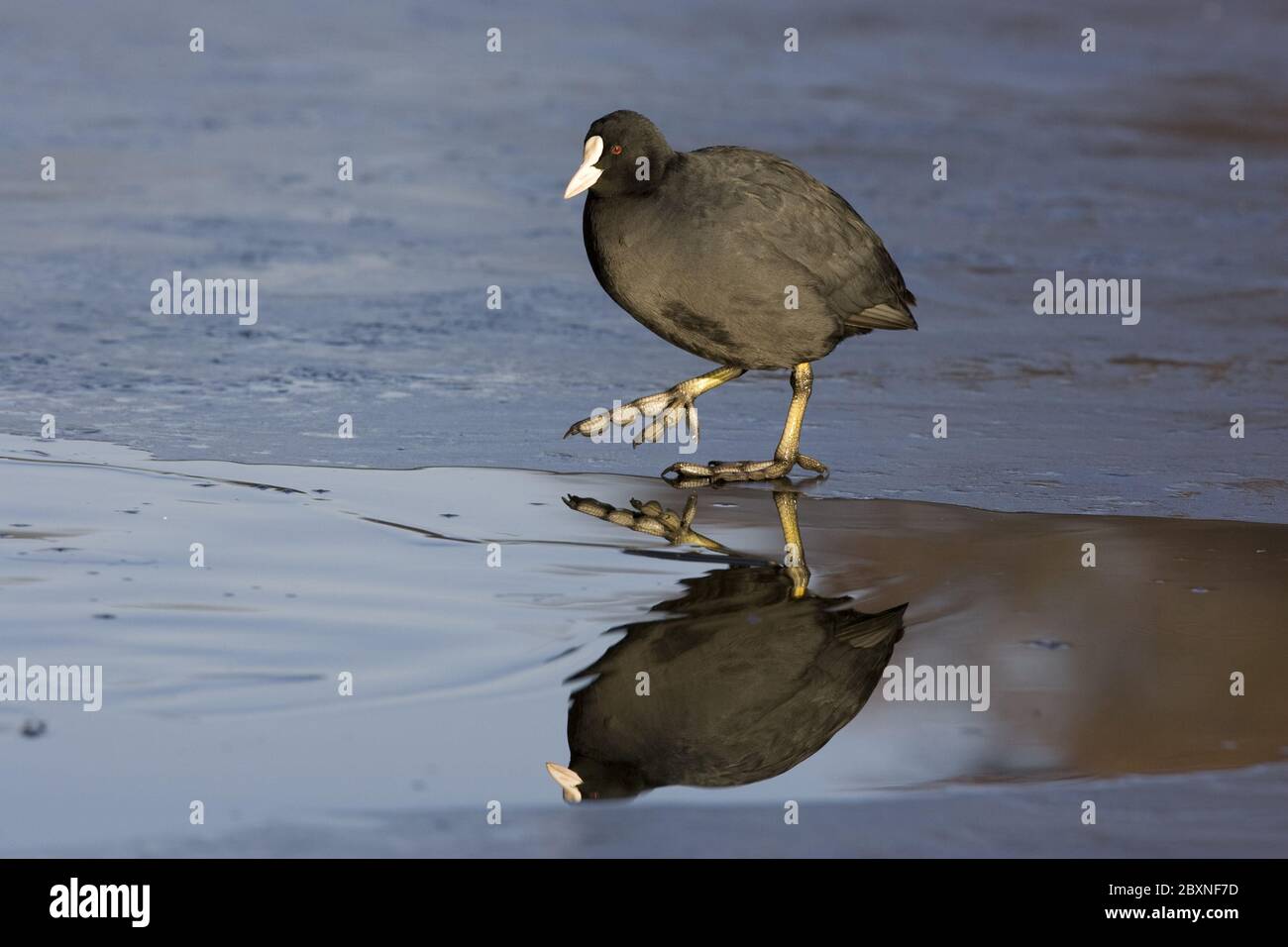 Coot, deutschland, fulica atra Stockfoto