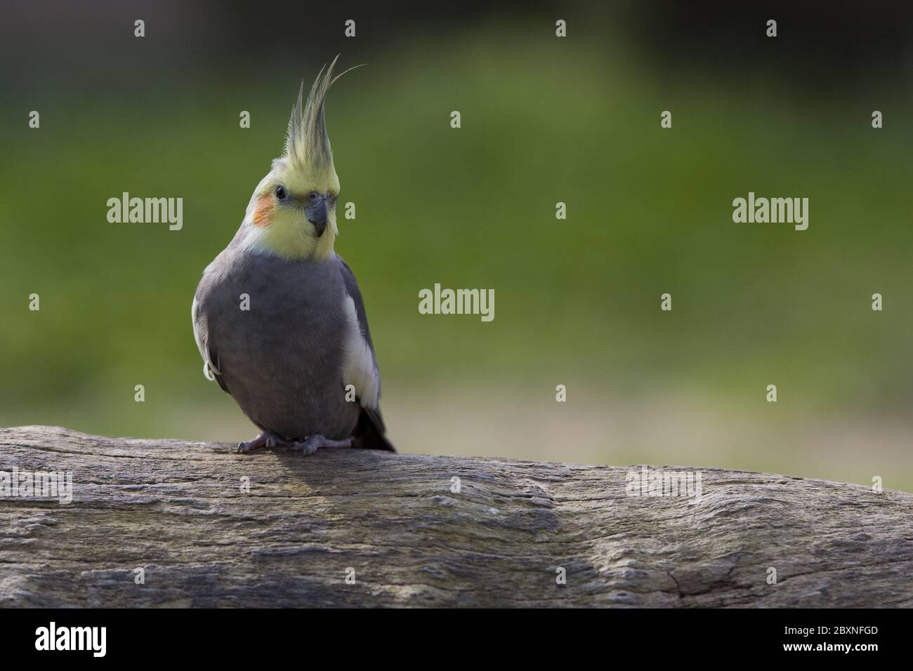 Nymphicus hollandicus, autralia, Tierwelt Stockfoto