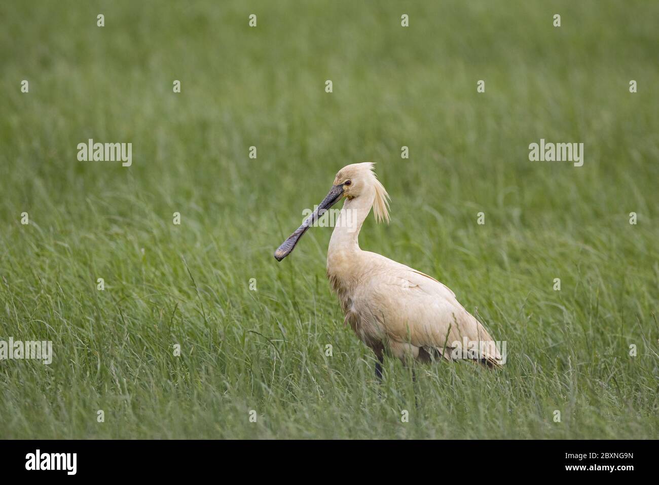 eurasischer Löffelschnabel, Löffelschnabel, weißer Löffelschnabel Stockfoto