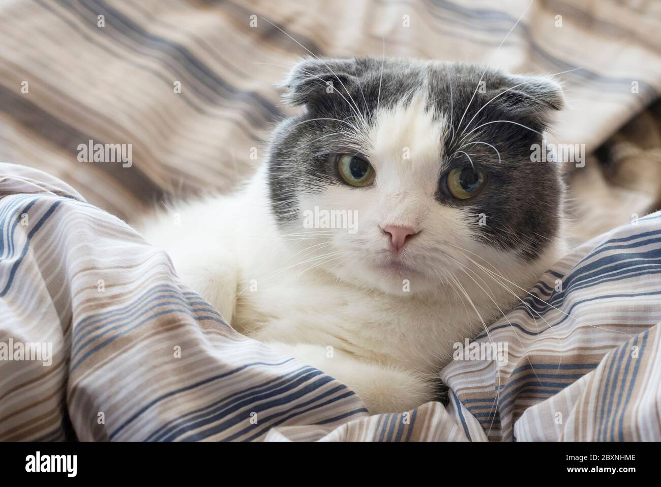Eine müde lustige Katze liegt im Bett Stockfotografie - Alamy