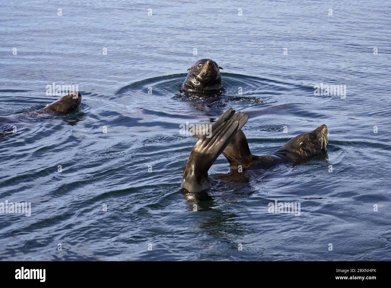 Southern Sea Lions in Beagle-Channel, Tierra del Fuego Stockfoto