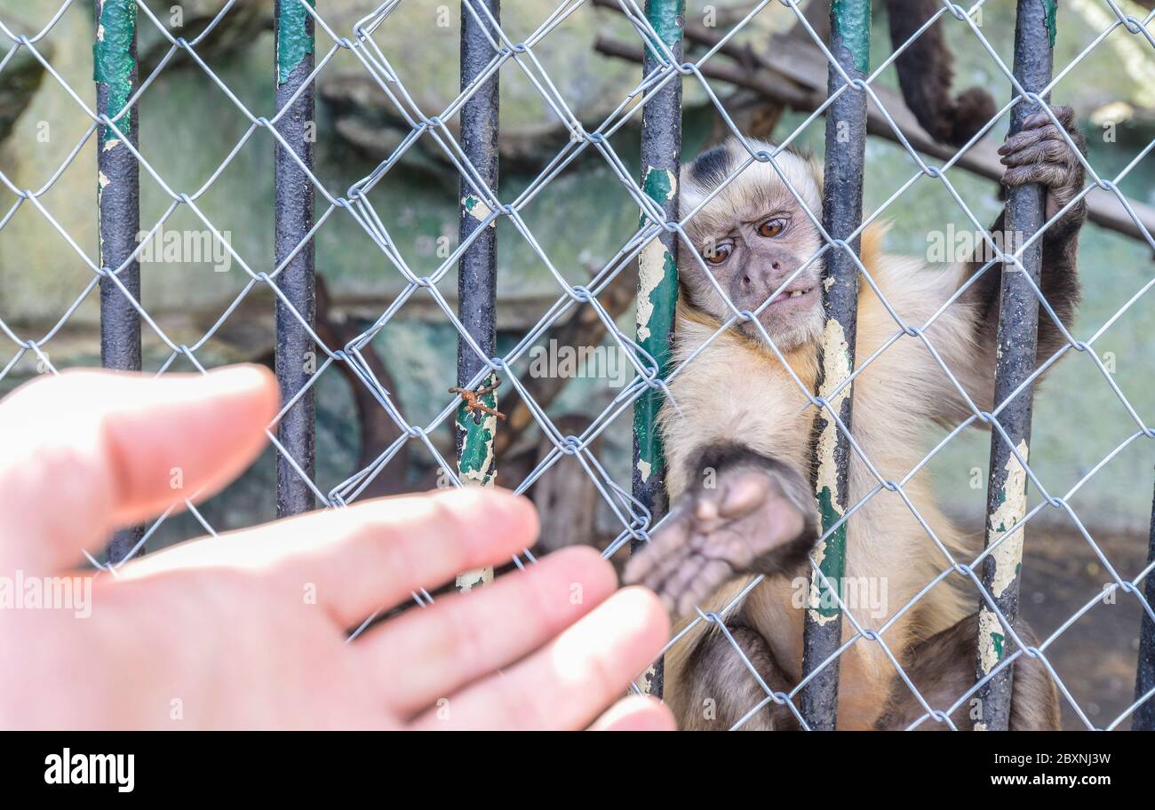Ein eineinbunter Affe in einem Käfig im Zoo von Sofia berührt die Hand eines Menschen Stockfoto
