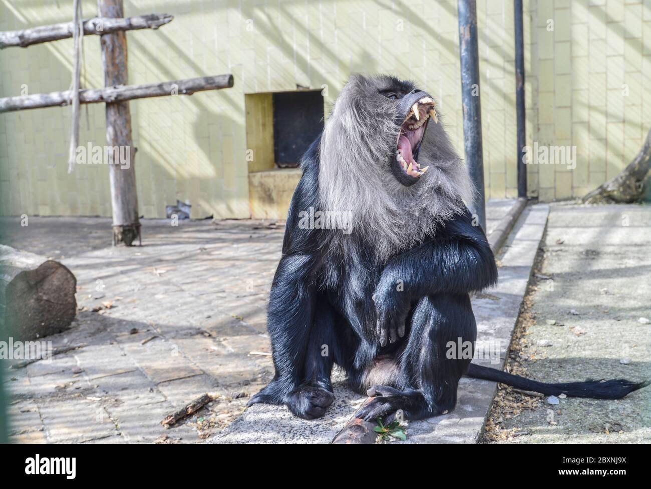 Ein eineinbunter Affe in einem Käfig im Zoo von Sofia Stockfoto