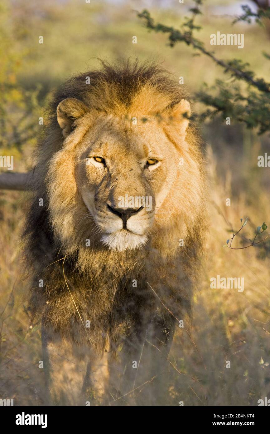 Männlicher Löwe, Afrika Stockfoto