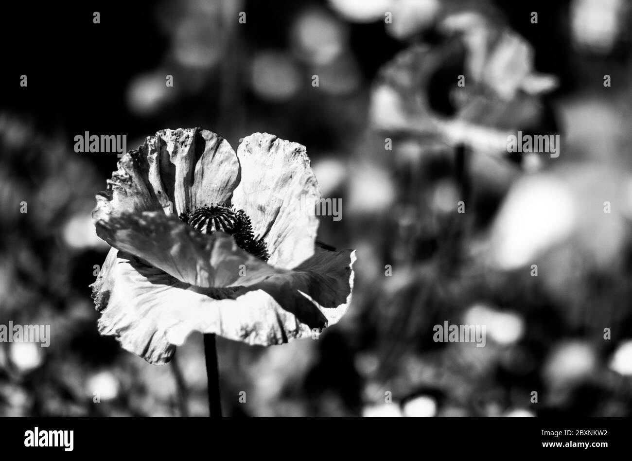 Nahaufnahme des roten Mohns, Erinnerung Stockfoto