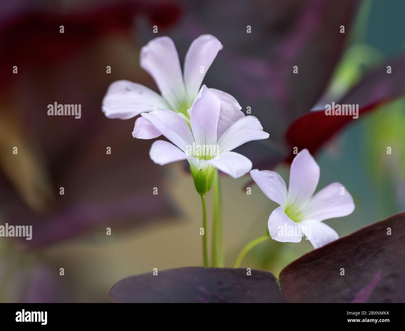 Nahaufnahme Purple Shamrock oder False Shamrock Blume isoliert auf Hintergrund Stockfoto