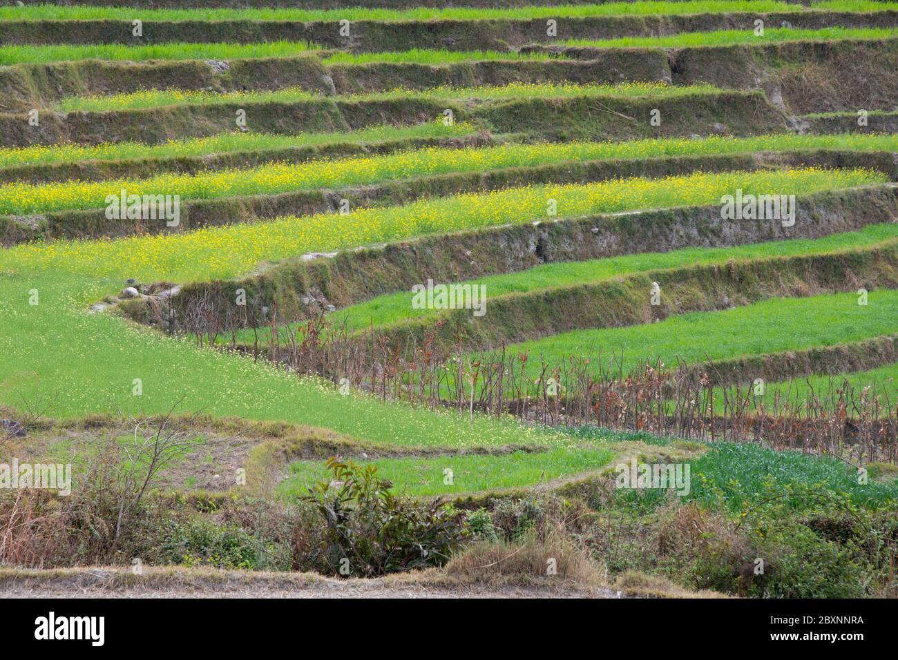 Bhutan, Punakha Bezirk, Yepaisa Dorf. Terrassierte Reisfelder. Stockfoto