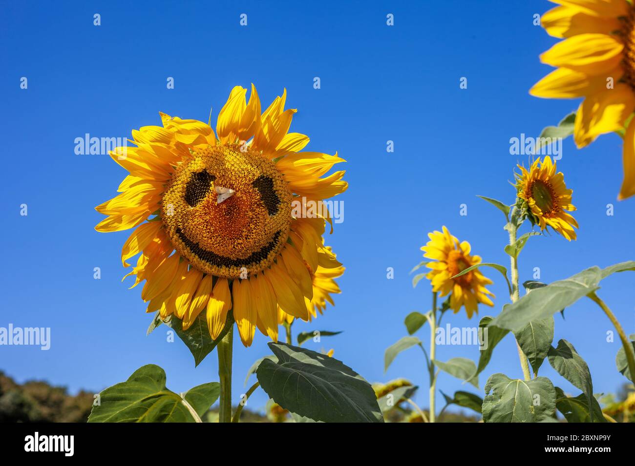 Lächelnd, Sonnenblume, Feld, fröhlich, Gesicht mit einem Schmetterling auf der Nase. Gelbe Blume auf einem blauen Himmel. Lachen, Lächeln, Freude. Sommerstimmung. Stockfoto