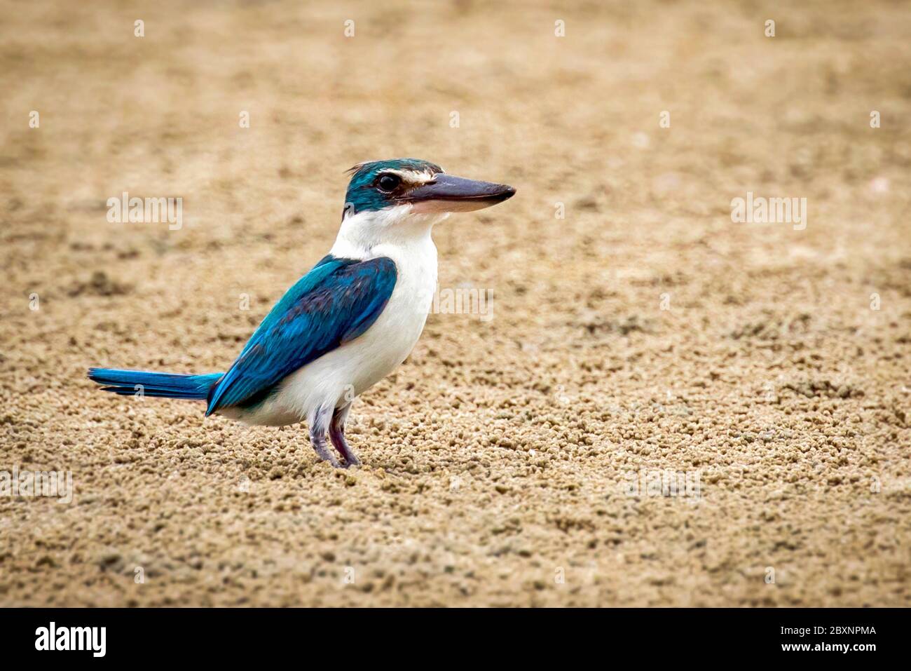 Bild von Colmared Kingfisher (Todiramphos chloris) auf dem Sand stehen. Vogel. Tiere. Stockfoto