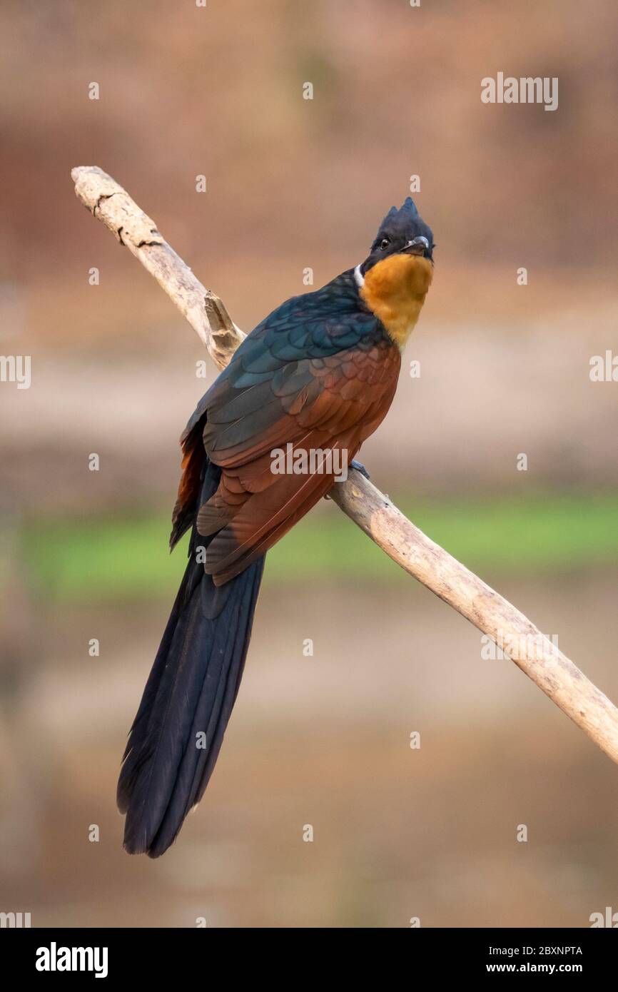 Bild eines Kuckuckuckvogels mit Kastanienflügel (Clamator coromandus) auf einem Zweig auf Naturhintergrund. Vogel. Tiere. Stockfoto