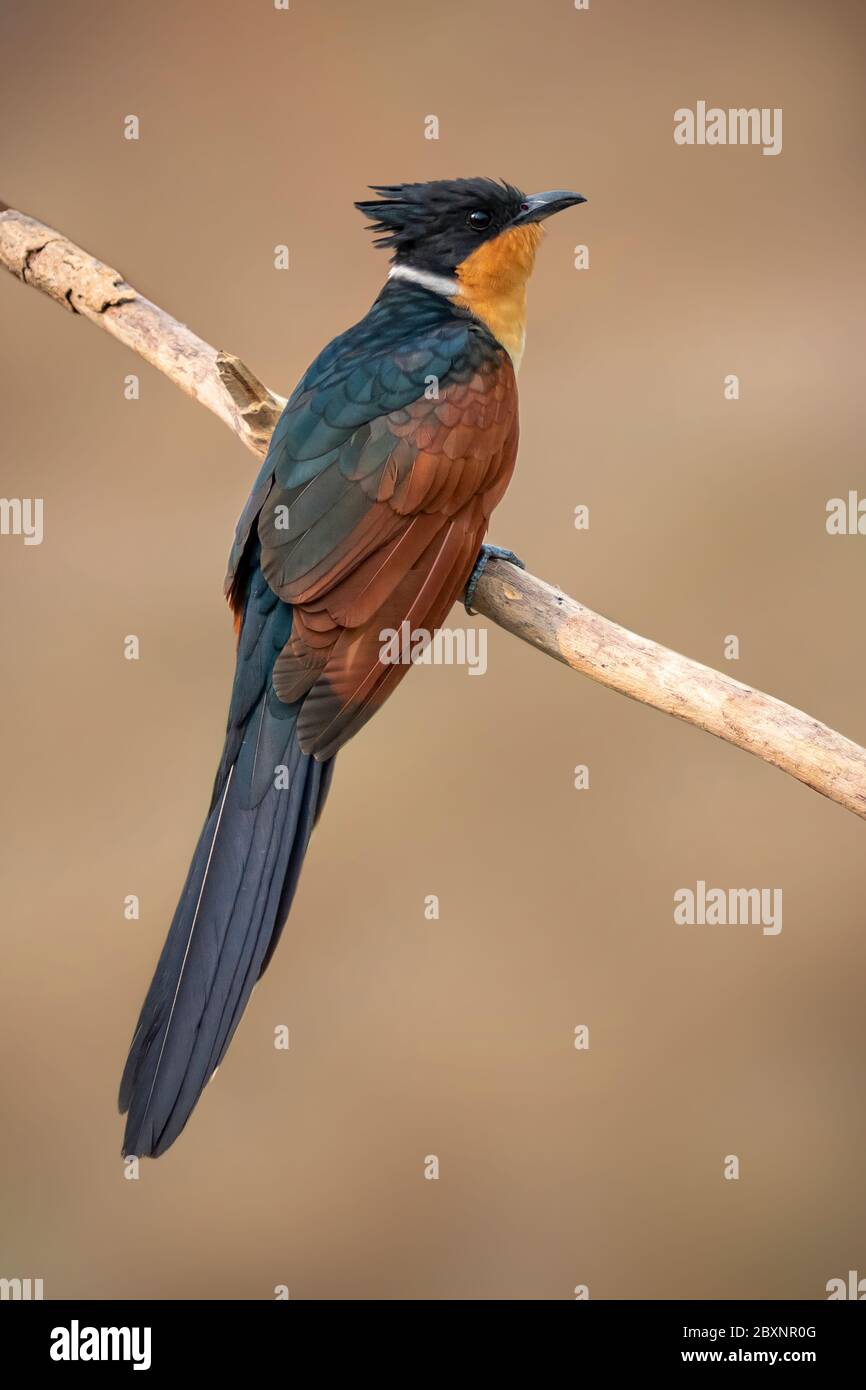 Bild eines Kuckuckuckvogels mit Kastanienflügel (Clamator coromandus) auf einem Zweig auf Naturhintergrund. Vogel. Tiere. Stockfoto