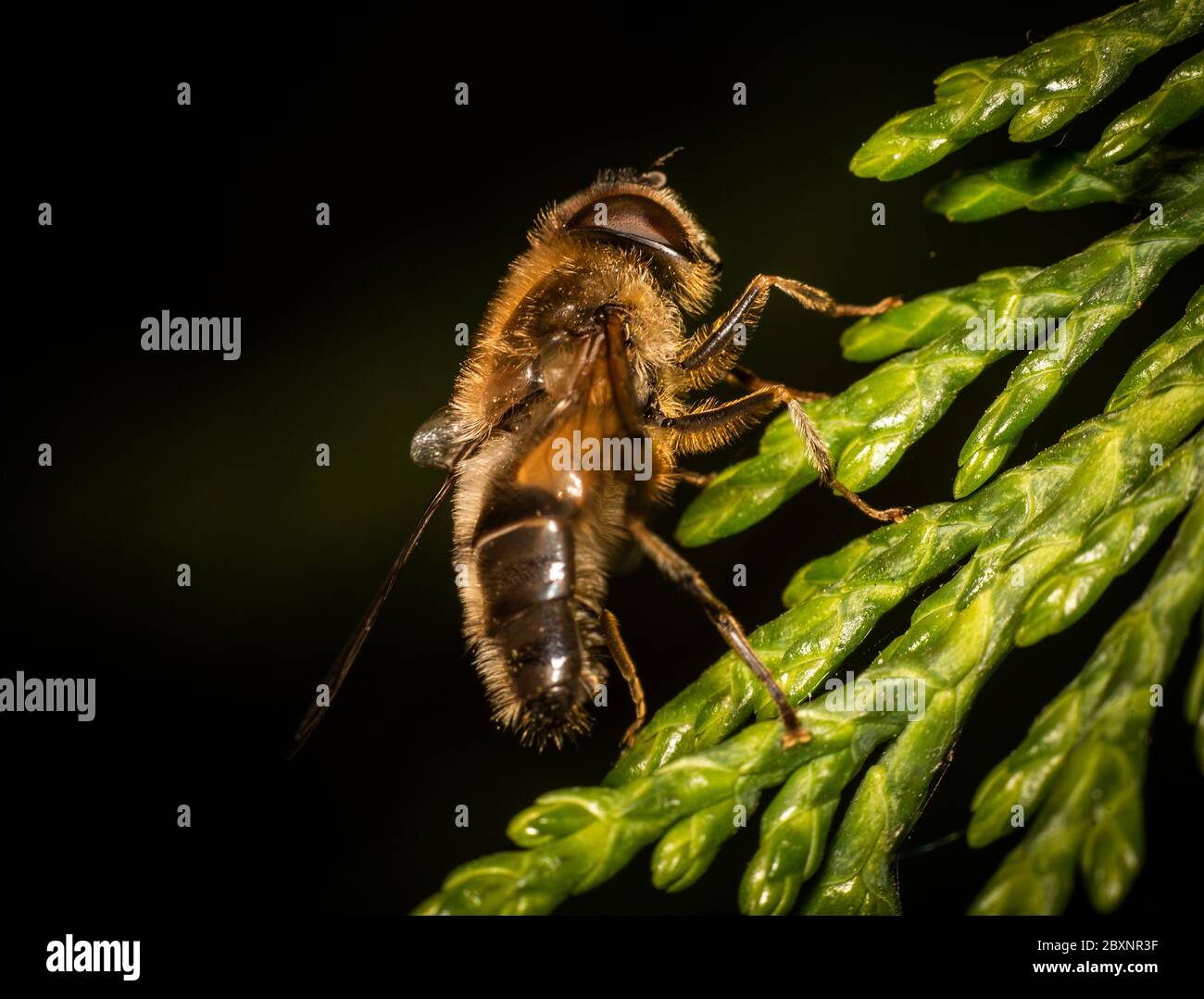 Drohnenflug (Eristalis tenax) auf einer Blume Stockfoto