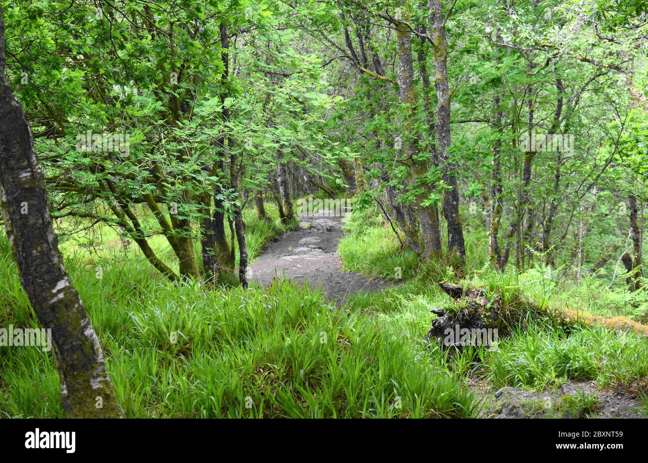 Waldweg in die Ferne mit Gras und Bäumen im Blatt. Stockfoto