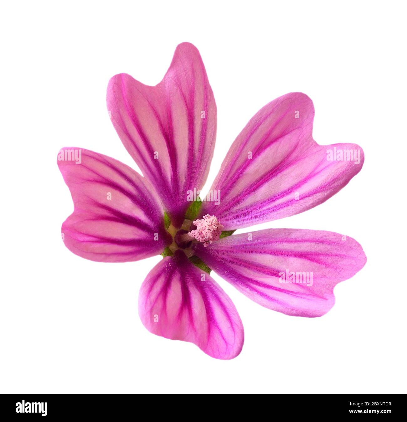 Gewöhnliche Malvenblume - malva sylvestris. Heilpflanze. Hintergrundbeleuchtete High-Key-Taste mit selektivem, flachem Fokus für künstlerische Effekte. Isoliert auf weiß. Stockfoto