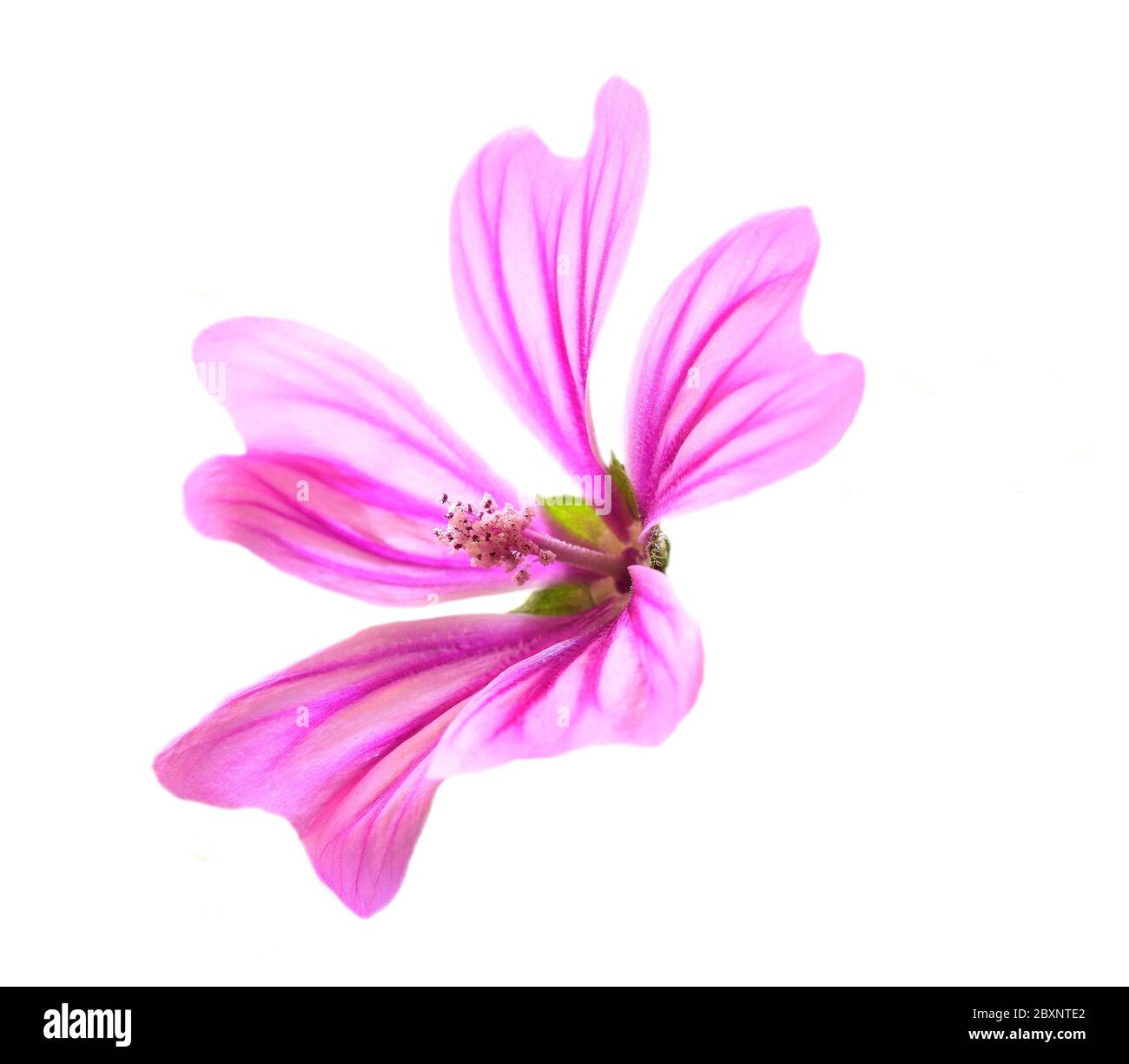 Gewöhnliche Malvenblume - malva sylvestris. Heilpflanze. Hintergrundbeleuchtete High-Key-Taste mit selektivem, flachem Fokus für künstlerische Effekte. Isoliert auf weiß. Stockfoto