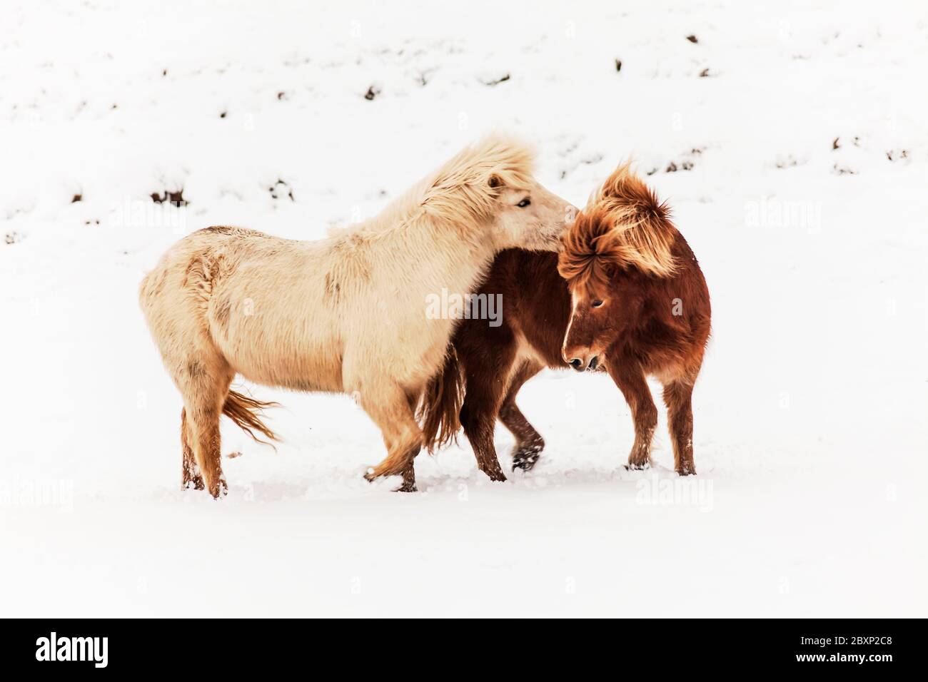 Island echtes Pferd im Winter Schnee für Tierfotografie Stockfoto