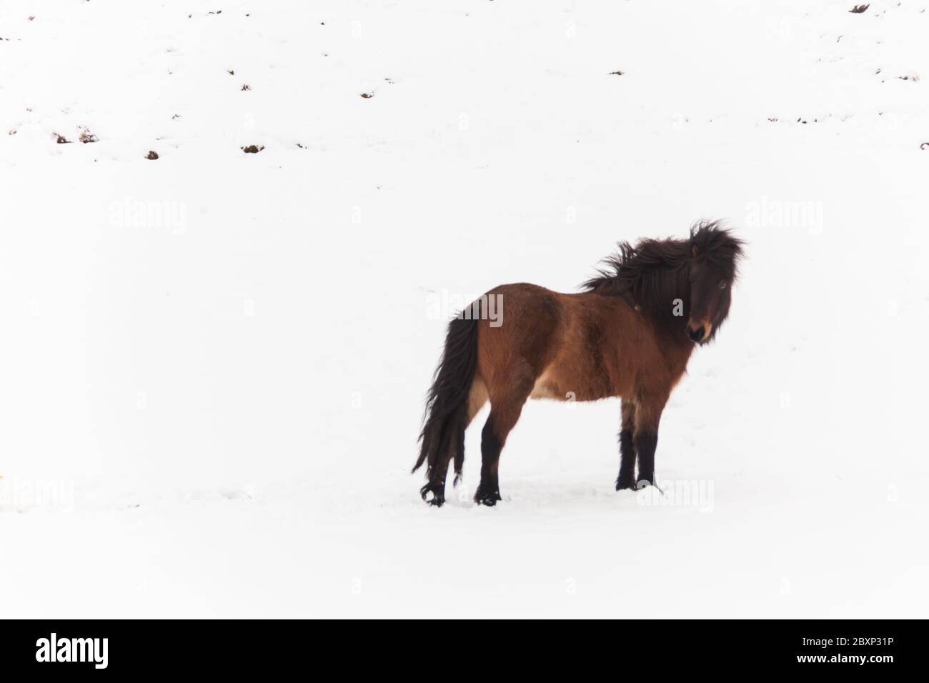 Island echtes Pferd im Winter Schnee für Tierfotografie Stockfoto