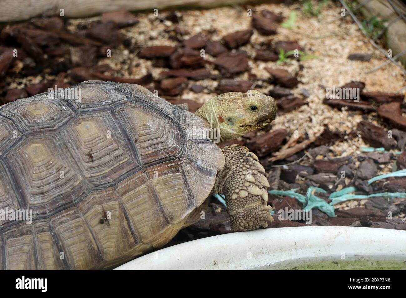 Porträt einer Hermann-Schildkröte Stockfoto