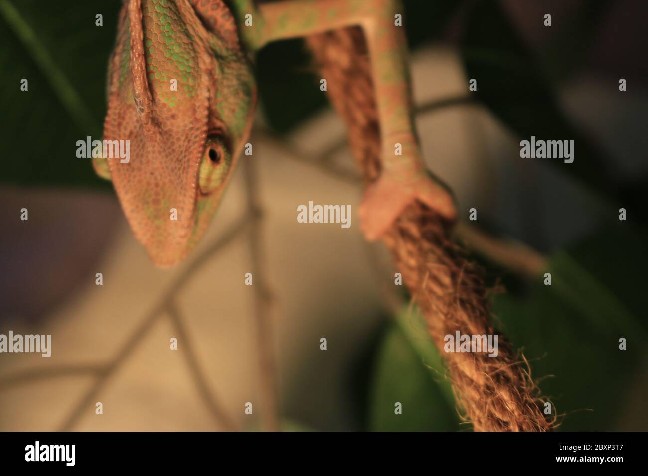 Verschleierte Chamäleon auf Pflanze vor grünem Hintergrund/Jemen Chamäleon/verschleierte Chamäleon (Chamaeleo Calyptratus) Stockfoto