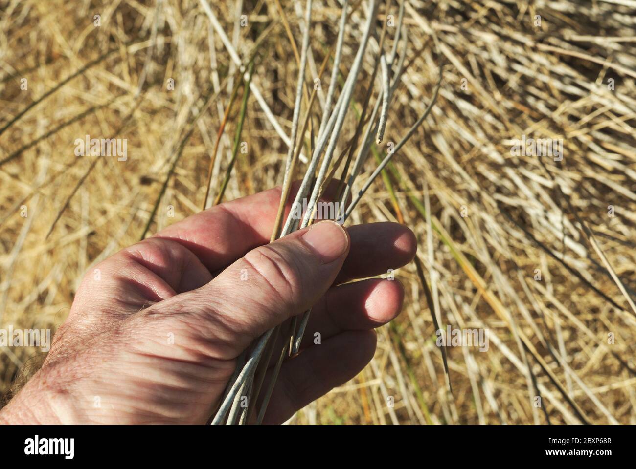 Männchen Hand greifen hoch getrocknetes Gras Stockfoto