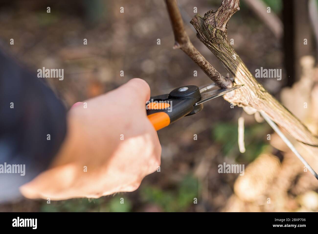 Frühling Bäume und Trauben schneiden, Gärtner beschneiden ein Baum-Konzept. Frühlingsarbeit im Garten und Weinberg. Stockfoto