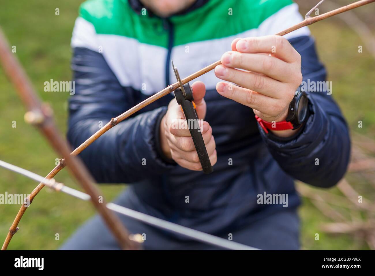 Frühling Bäume und Trauben schneiden, Gärtner beschneiden ein Baum-Konzept. Frühlingsarbeit im Garten und Weinberg. Stockfoto