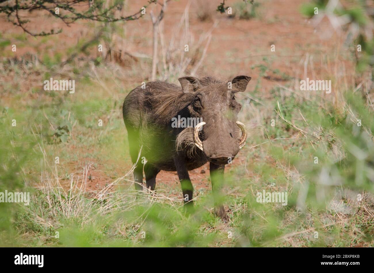 Wüstenwarthog (Phacochoerus aethiopicus) beim Betragen der Kamera während der Safari. Kruger Park. Südafrika. Stockfoto