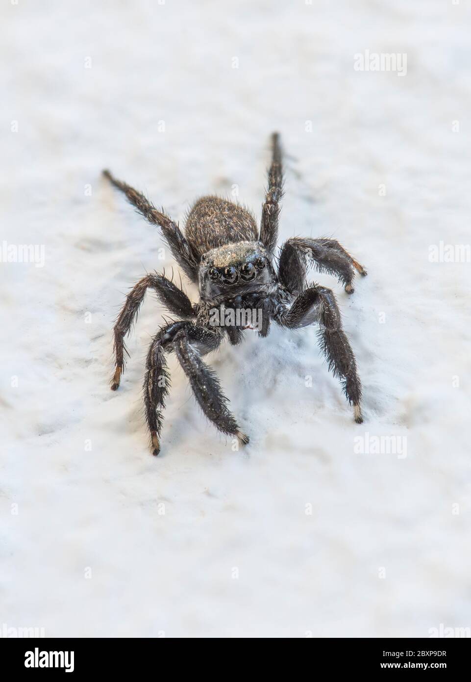 Kleine Spinne (Salticidae Sp.) an einer weißen Wand Stockfoto