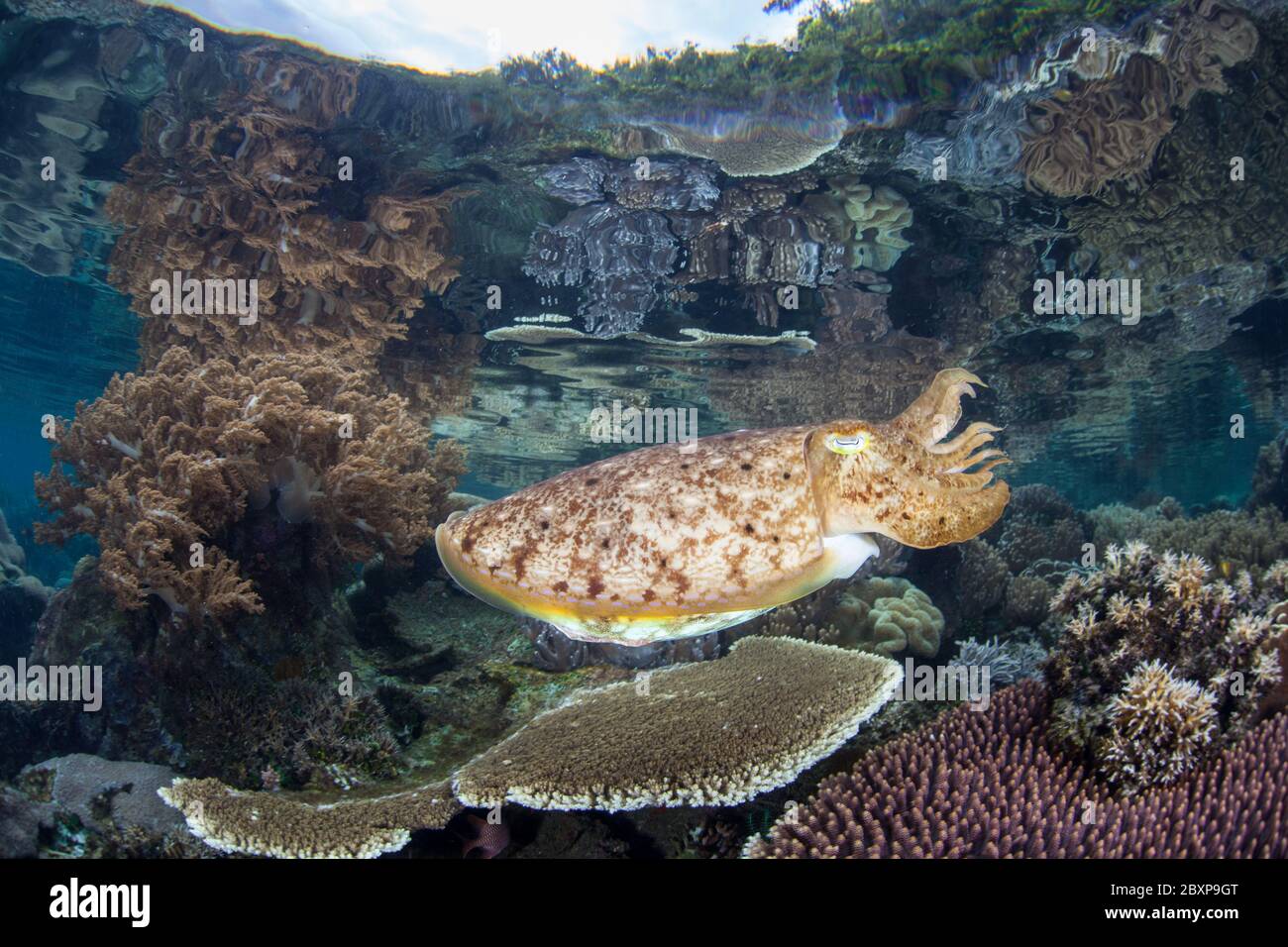 Ein Broadclub-Tintenfisch, Sepia latimanus, schwebt über einem wunderschönen Korallenriff in Raja Ampat. Dieser Teil Indonesiens ist für seine hohe Biodiversität bekannt. Stockfoto