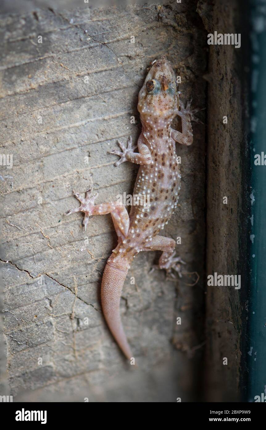 Mediterraner Hausgecko, türkischer Gecko (Hemidactylus turcicus), der Licht ausgesetzt ist, versteckt in Schuppen, Spanien. Stockfoto