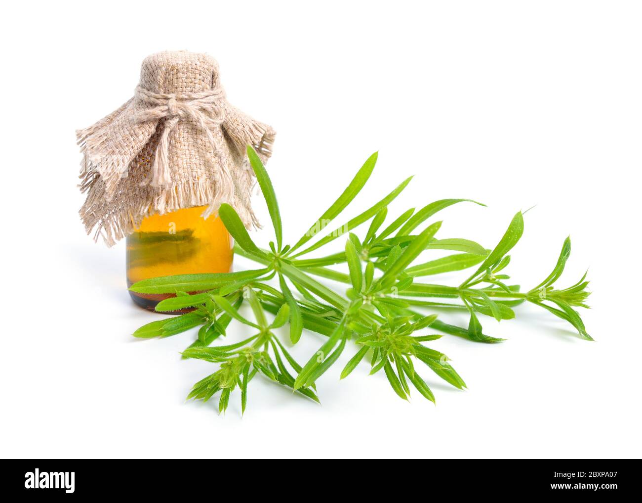 Galium aparine oder Clivers, Bettstroh, Stachelgras, Catchweed, stickyweed, klebrigen bob, stickybud. Isoliert Stockfoto