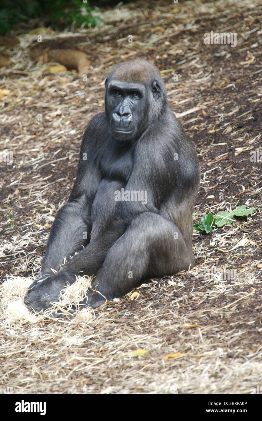 Westliche Flachlandgorillas in freier Wildbahn Stockfoto