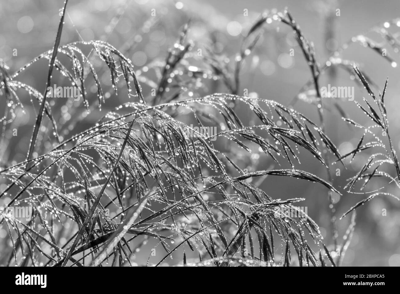 Lange Äste von Weizenlaub glitzern mit Morgentau schwarz und weiß Stockfoto