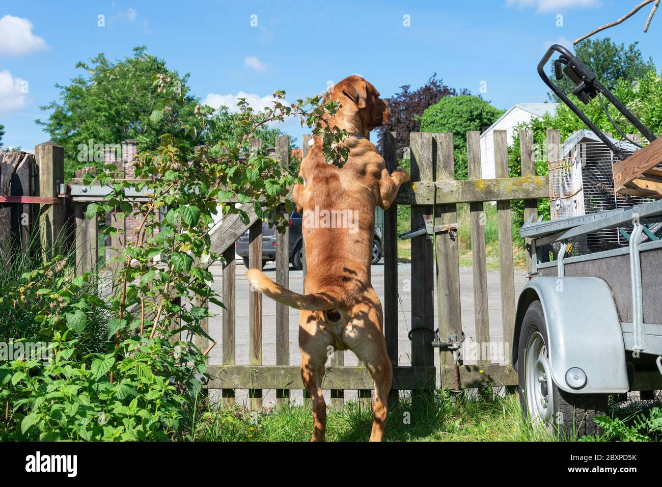 Französischer Dogue de bordeaux, der auf seinen Hinterbeinen gegen einen Holzzaun steht, um das Gelände zu schützen Stockfoto