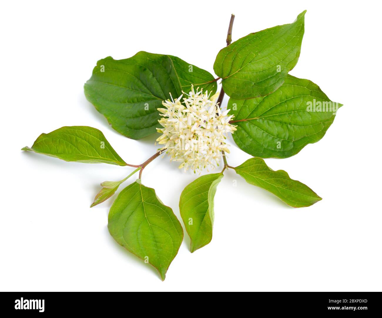 Cornus sanguinea, das gewöhnliche Hundsholz oder blutiges Hundsholz. Blumen isoliert Stockfoto