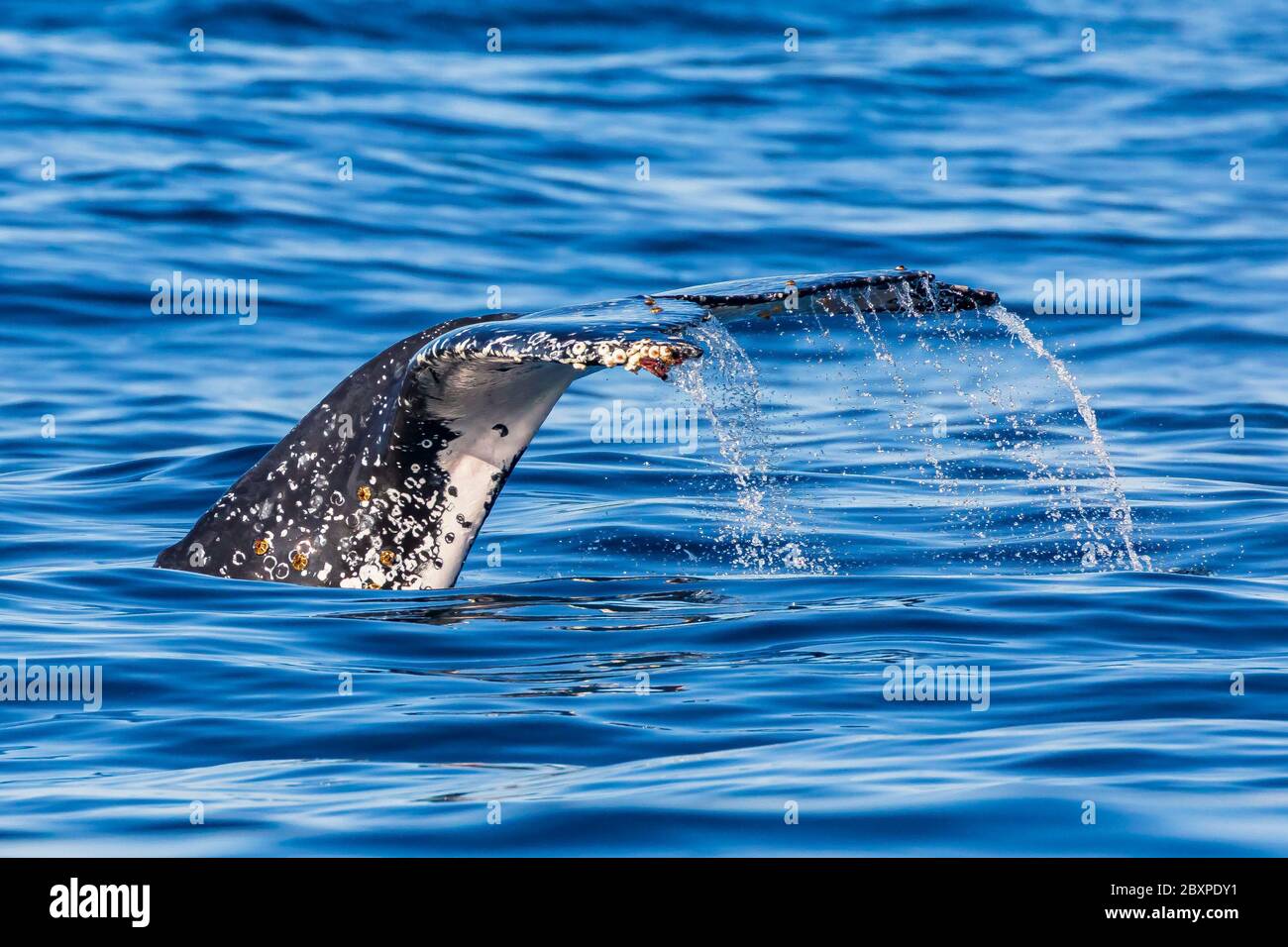 Buckelwale tauchen in glasigen Gewässern Stockfoto