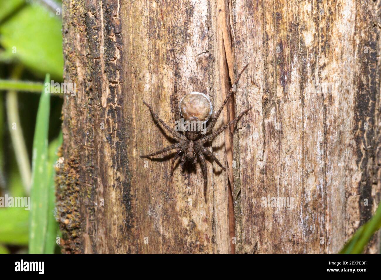Wolfsspinne (Pardosa amentata) mit Eiersack, Garten, Sussex, UK Stockfoto