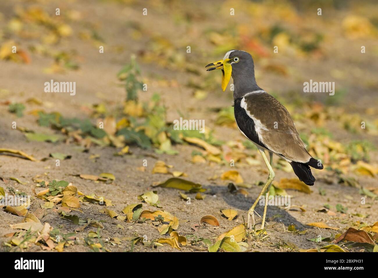 Afrikanische Wattled Kiebitz, Moremi Wildlife Reserve, Okavango Delta, Botswana, Afrika Stockfoto