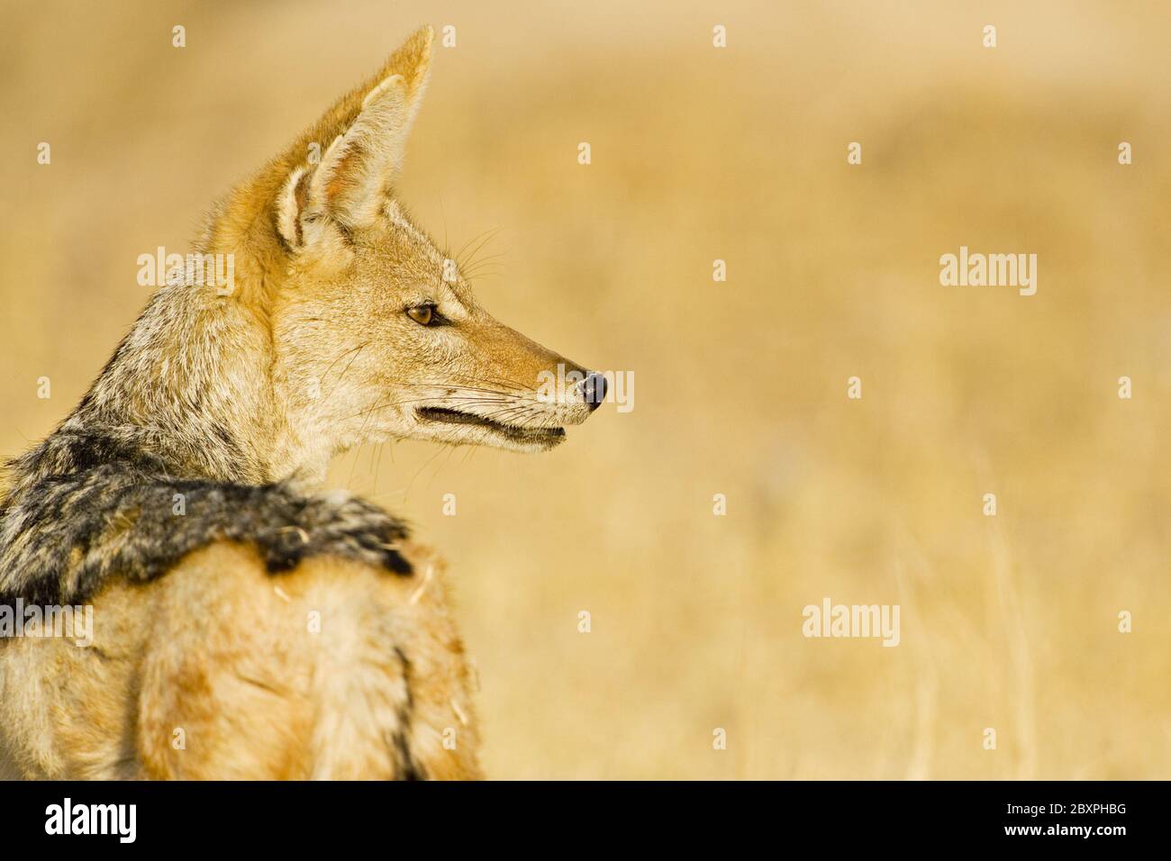 Black-backed Jackal, Makgadikgadi Pans National Park, Botswana, Afrika Stockfoto