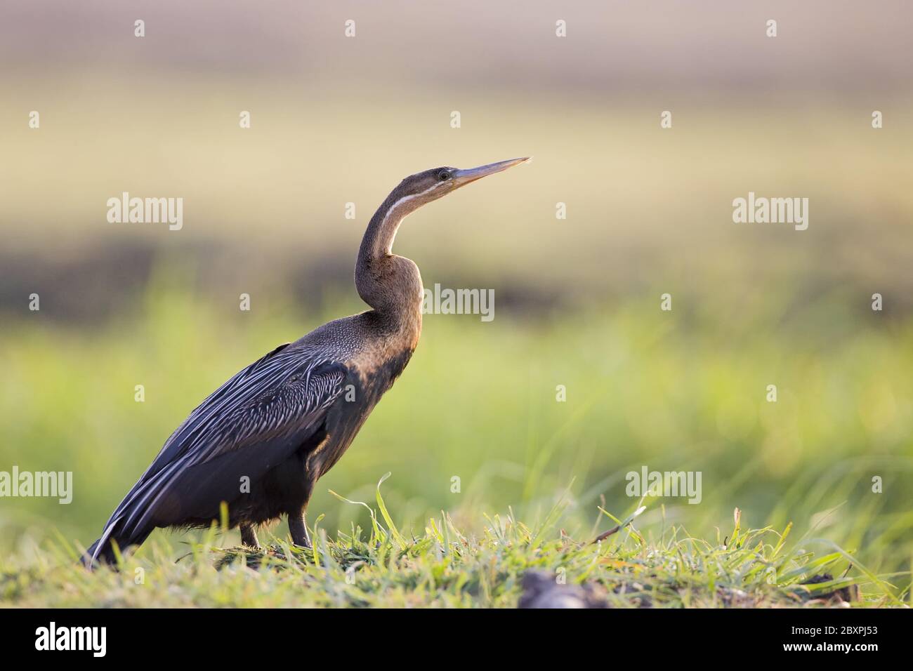 African Darter, Snakebird, (Anhinga melanogaster rufa), Chobe NP, Afrika Stockfoto