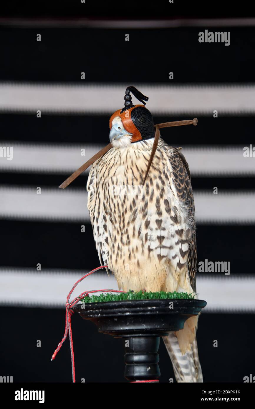Arabischer Falke im Haubenportrait. Falken jagen. Falknerei Stockfoto