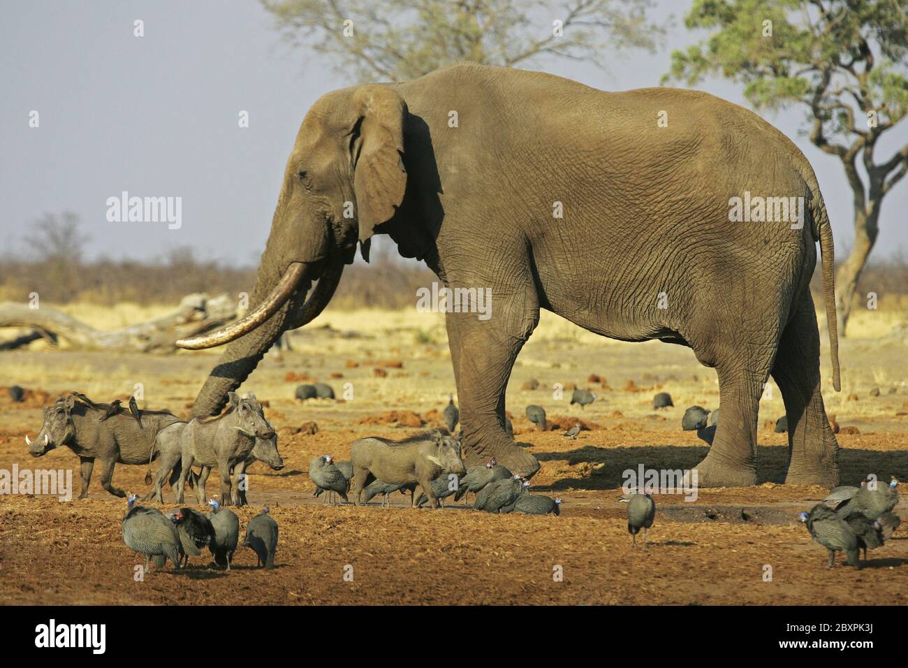 Afrikanische Elefanten, Chobe River, Chobe National Park, Botswana, Afrika Stockfoto