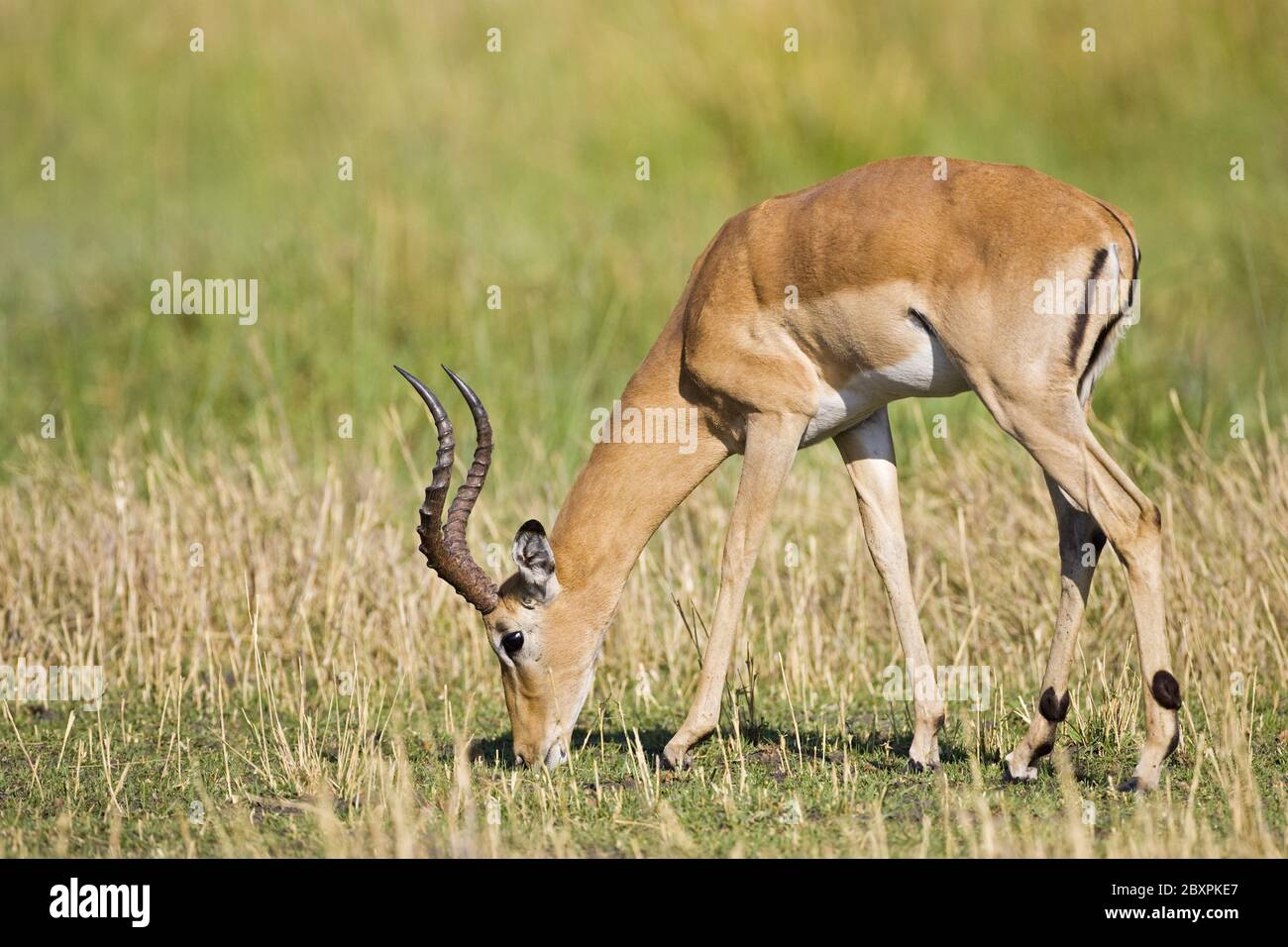 Moremi Nationalpark, Okavango Delta, Botswana, Impala Antelope Stockfoto