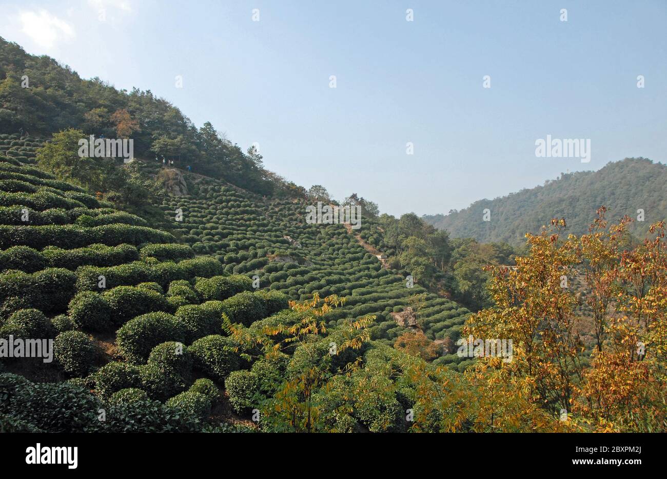 Longjing Tea Village in der Nähe von Hangzhou in der Provinz Zhejiang, China. Blick auf die Hügel und Felder, wo der berühmte Longjing Tee angebaut wird Stockfoto