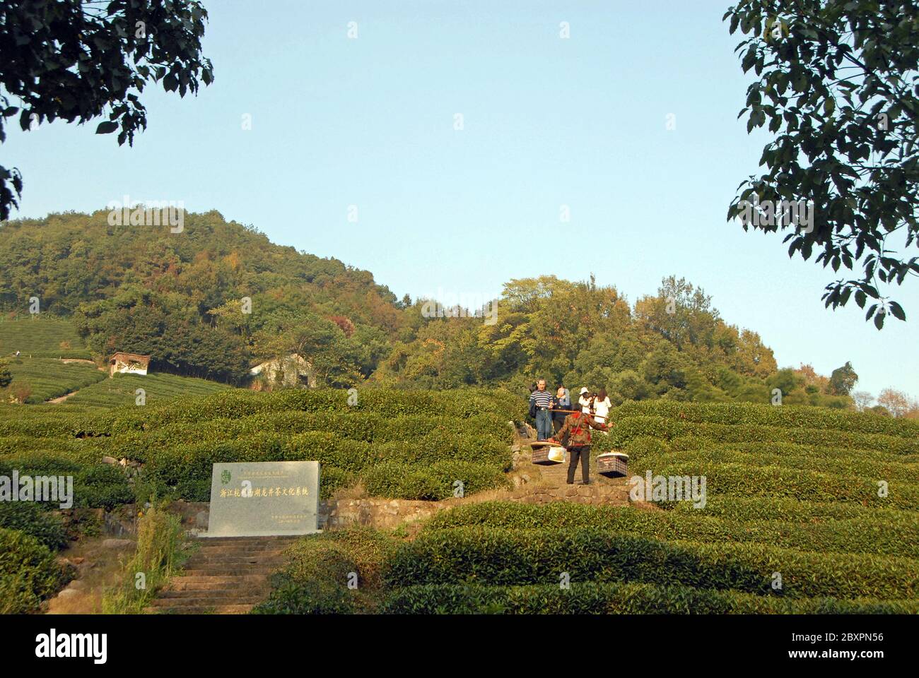 Longjing Tea Village in der Nähe von Hangzhou in der Provinz Zhejiang, China. Menschen, die in den berühmten Teepeldern in Longjing spazieren gehen. Stockfoto